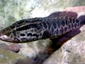 Northern Snakehead