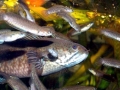 Northern Snakehead