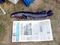 Northern Snakehead