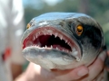 Northern Snakehead