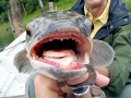 Northern Snakehead
