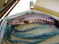 Northern Snakehead