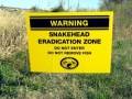 Northern Snakehead