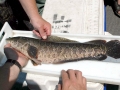 Northern Snakehead