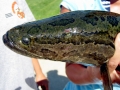 Northern Snakehead