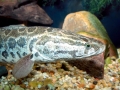 Northern Snakehead