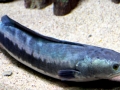 Northern Snakehead