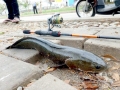 Northern Snakehead