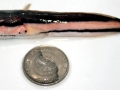 Northern Snakehead