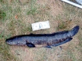 Northern Snakehead