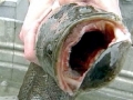 Northern Snakehead