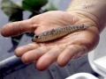 Northern Snakehead