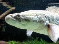 Northern Snakehead
