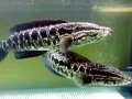 Northern Snakehead