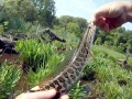 Northern Snakehead
