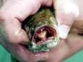 Northern Snakehead
