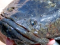 Northern Snakehead