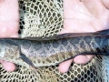 Northern Snakehead