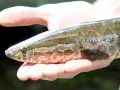 Northern Snakehead