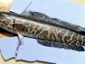 Northern Snakehead
