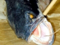 Northern Snakehead