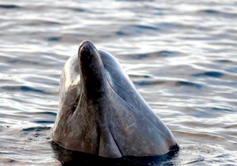 Northern Bottlenose Whale