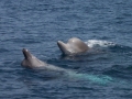 Northern Bottlenose Whale