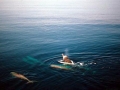 Northern Bottlenose Whale