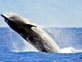 Northern Bottlenose Whale