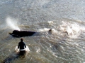 Northern Bottlenose Whale