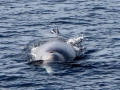 Northern Bottlenose Whale