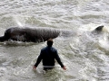 Northern Bottlenose Whale