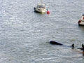 Northern Bottlenose Whale
