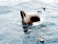 Northern Bottlenose Whale