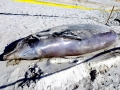 Northern Bottlenose Whale