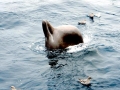 Northern Bottlenose Whale