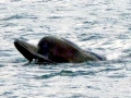 Northern Bottlenose Whale