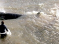 Northern Bottlenose Whale