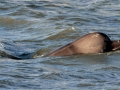 Northern Bottlenose Whale