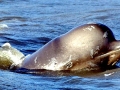 Northern Bottlenose Whale