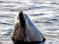 Northern Bottlenose Whale