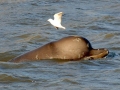 Northern Bottlenose Whale
