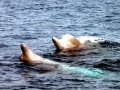 Northern Bottlenose Whale