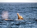 Northern Bottlenose Whale