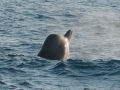 Northern Bottlenose Whale