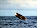 Northern Bottlenose Whale