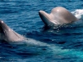Northern Bottlenose Whale