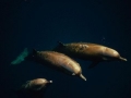Northern Bottlenose Whale