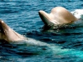 Northern Bottlenose Whale