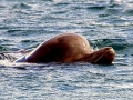 Northern Bottlenose Whale